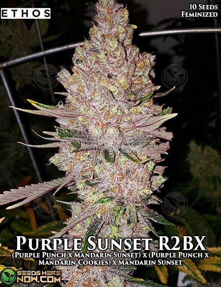 Purple Sunset RBX2 Feminised Seeds