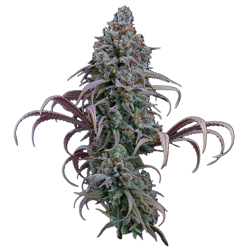 Rosetta Stone Feminised Seeds