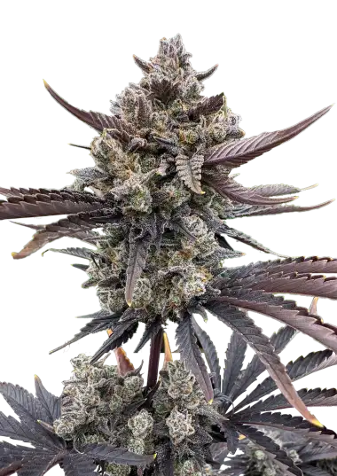 Banana Purple Punch RF3 Auto Feminised Seeds