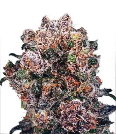 Blueberry Feminised Seeds