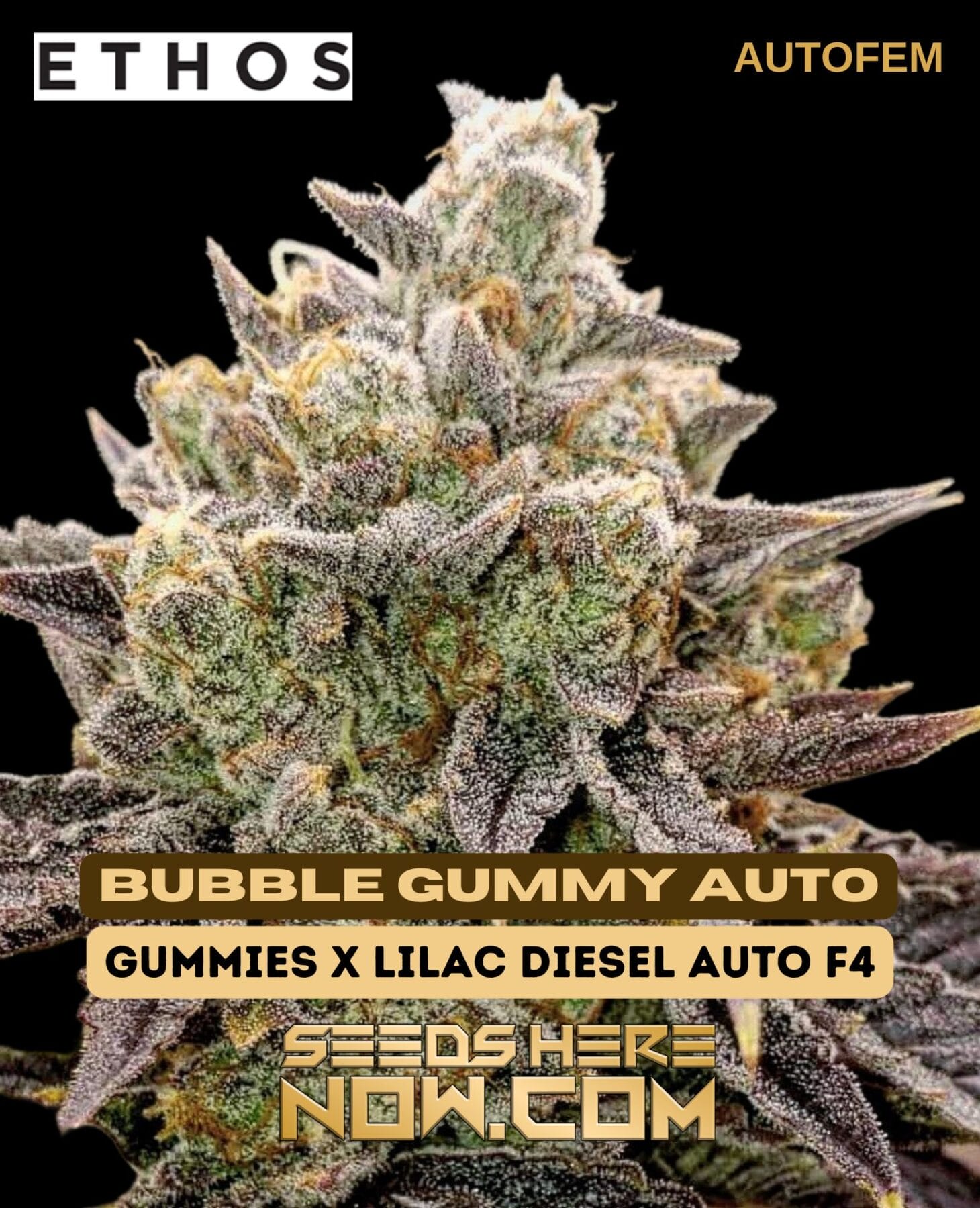 Bubble Gummy Auto Feminised Seeds