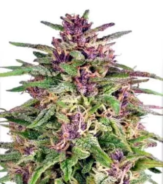 Frisian Dew Feminised Seeds
