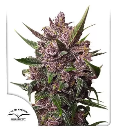 Blackberry Kush Auto Feminised Seeds