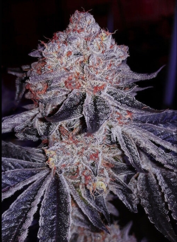 Cherry Gar-See-Ya R1 Feminised Seeds