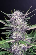 Banana Purple Punch Auto Feminised Seeds