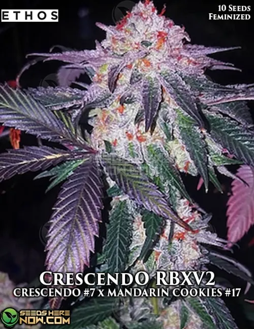 Crescendo Multi-Pack Feminised Seeds