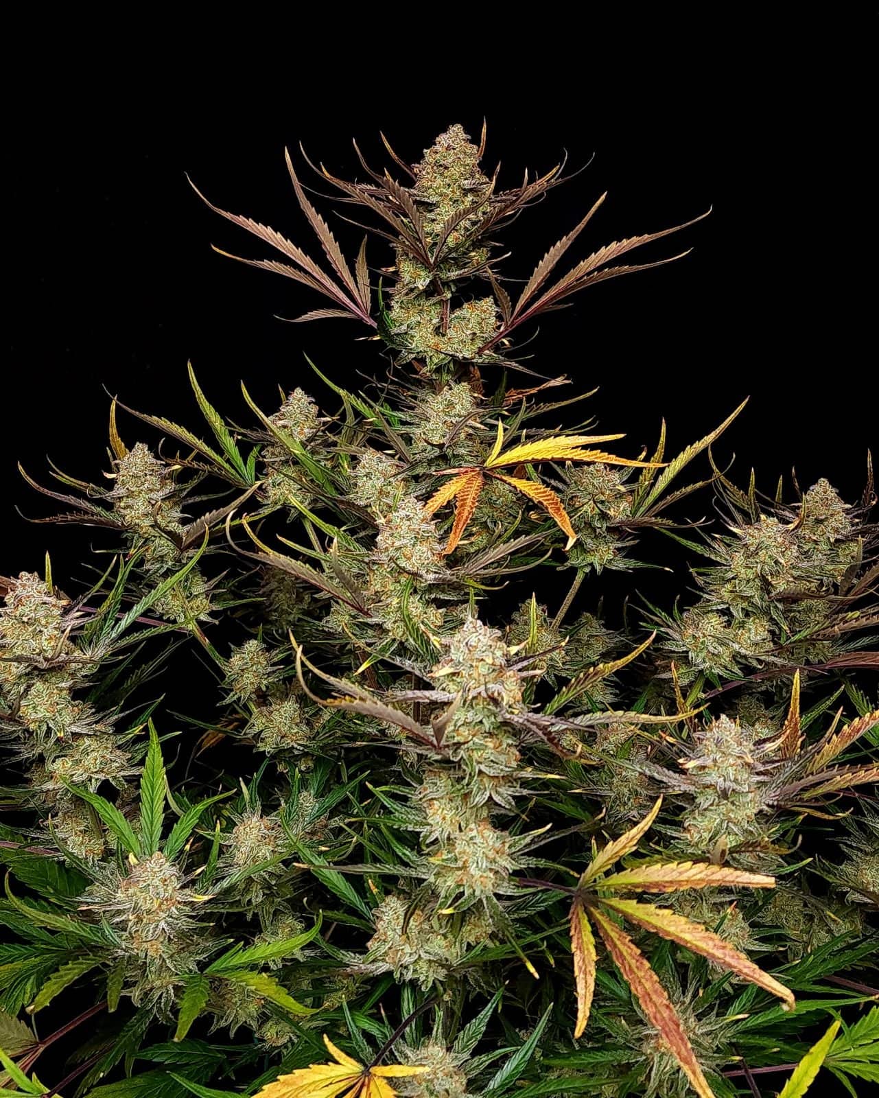 Apple Strudel Auto Feminised Seeds