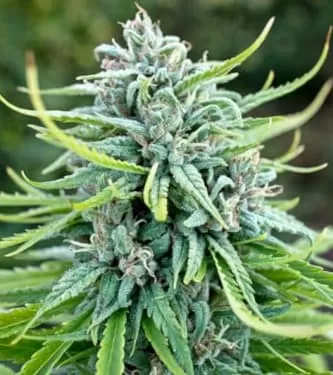 Durban Poison Feminised Seeds