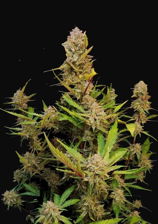 Apricot Auto Feminised Seeds
