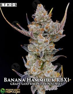 Cherry Pie OG S1 Feminised Seeds