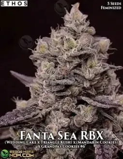 Voila Auto RBX5 Feminised Seeds