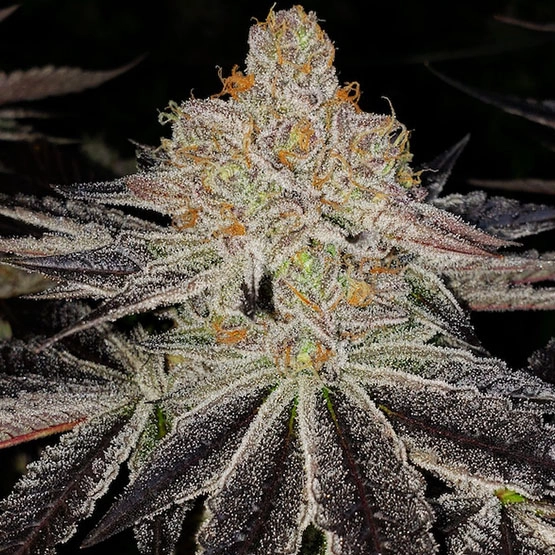 Z Cut RBX2 Feminised Seeds
