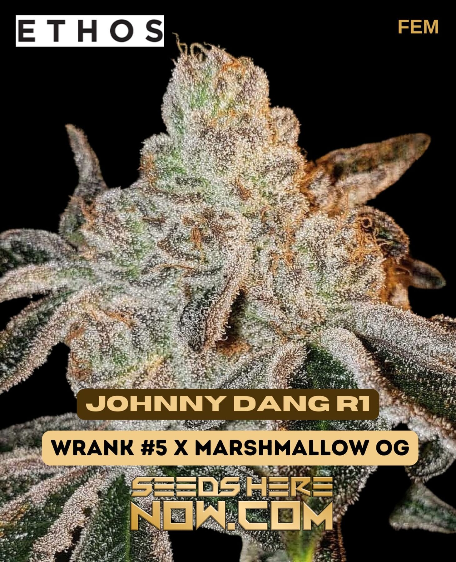 Johnny Dang R1 Feminised Seeds