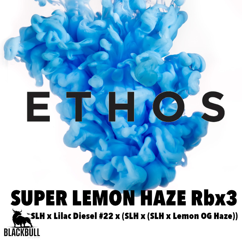 Super Lemon Haze RBX3 Feminised Seeds