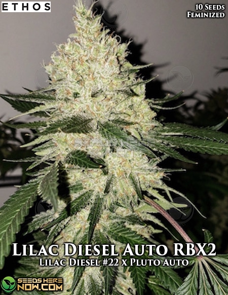 Lilac Diesel RBX2 Auto Feminised Seeds