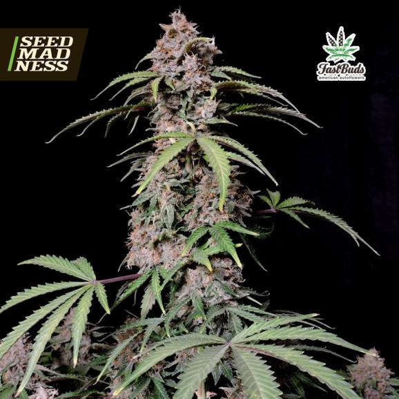 Amnesia Zkittlez Auto Feminised Seeds