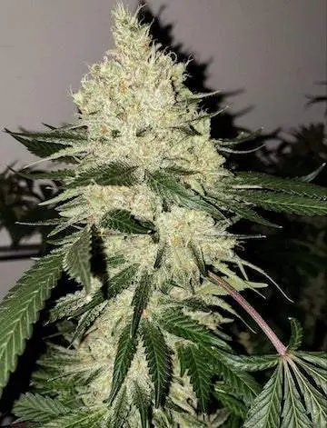 Lilac Diesel RBX2 Feminised Seeds