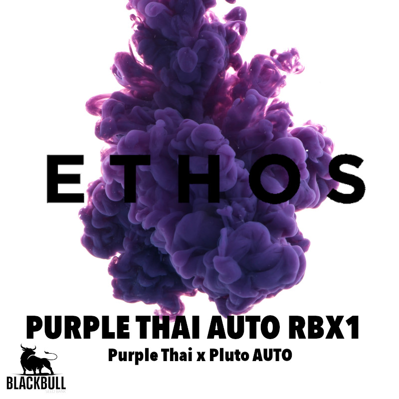 Purple Thai RBX1 Auto Feminised Seeds