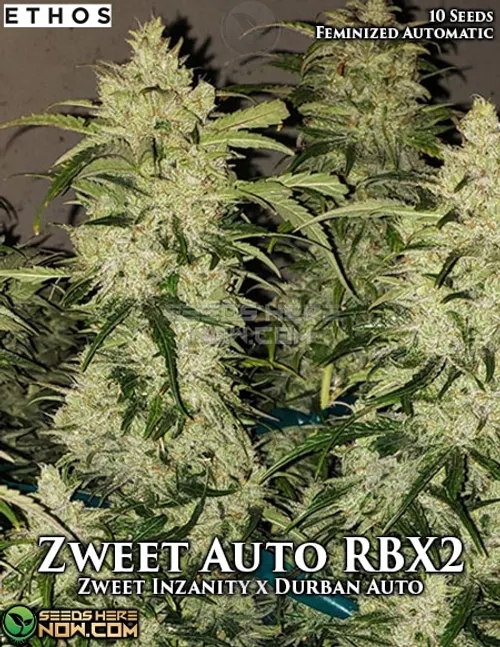 Zweet RBX2 Auto Feminised Seeds