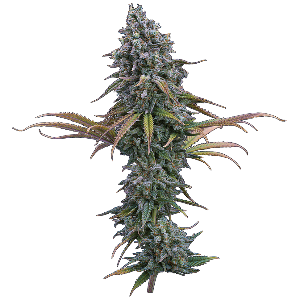 Space Queen Feminised Seeds