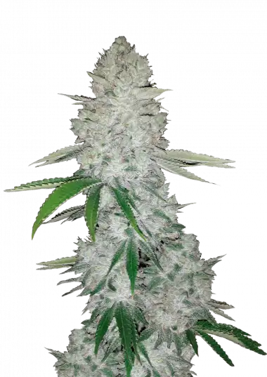 Gorilla Auto Feminised Seeds