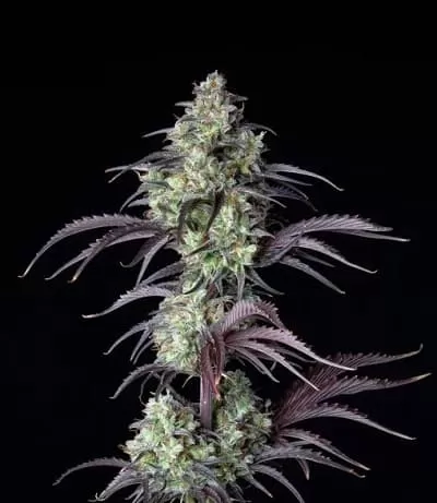 Mimosa Cake Auto Feminised Seeds