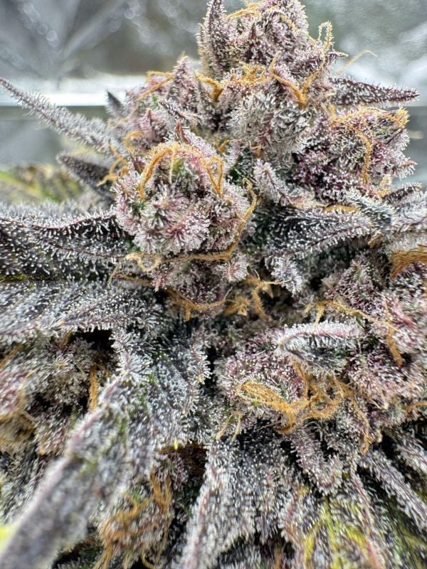 Fast Buds Mix Pack Auto RF3 Feminised Seeds