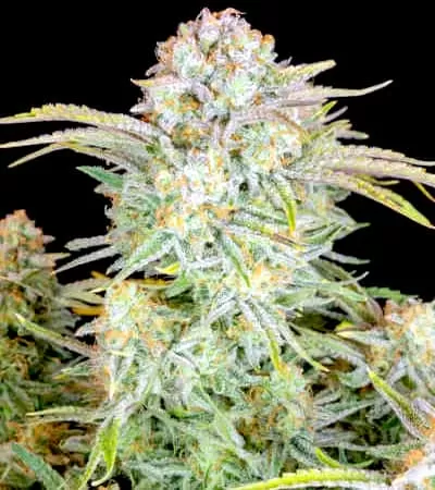 Bruce Banner Auto Feminised Seeds