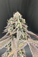 Garlic Mint Sherbet Feminised Seeds