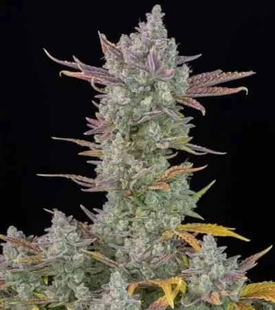 Gorilla Cookies Auto Feminised Seeds