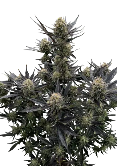 Guava RF3 Auto Feminised Seeds