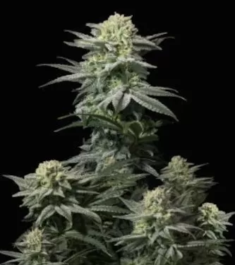 GG4 Sherbet Fast Feminised Seeds