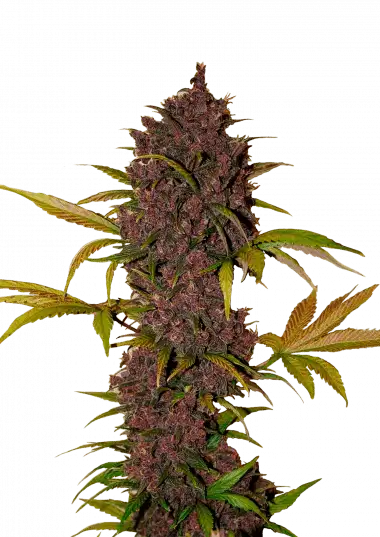 LSD-25 Auto Feminised Seeds