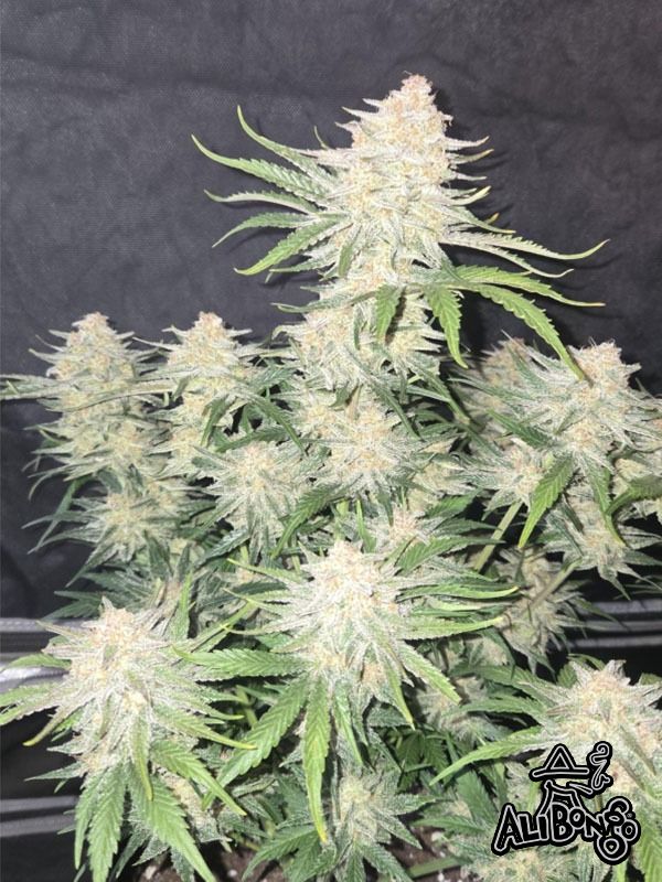 Frostbanger Auto Feminised Seeds