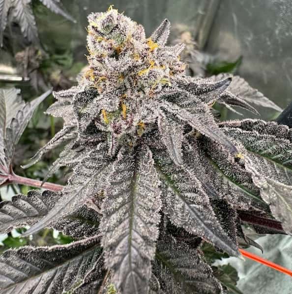 Gary Sherbet Feminised Seeds