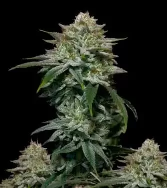 Gorilla Cookies Fast Feminised Seeds