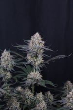 Guava Sundae Auto Feminised Seeds