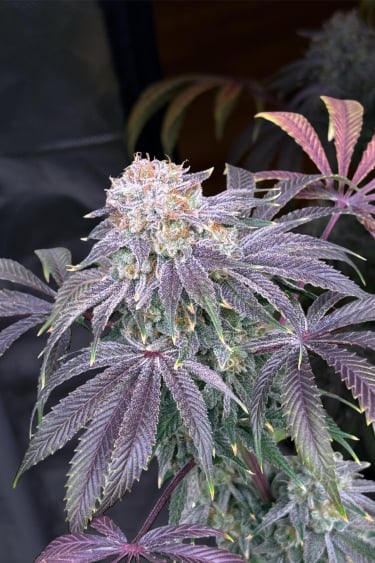 Lemon Mandarin Feminised Seeds