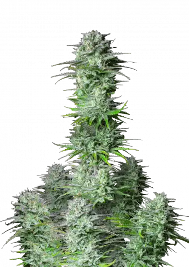 Kosher Cake Auto Feminised Seeds