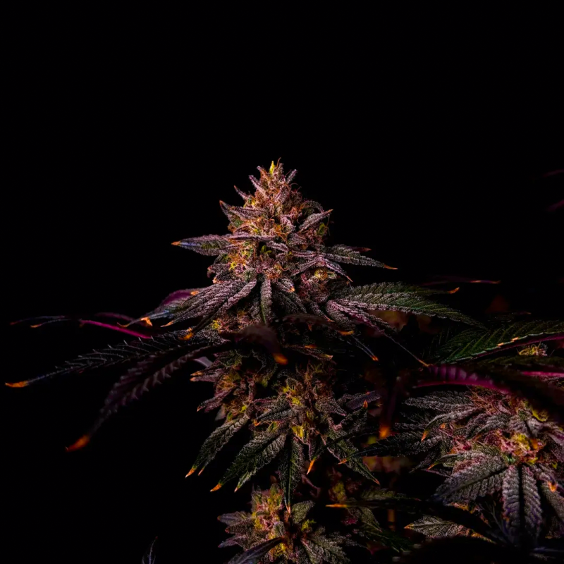 Mix Pack Feminised Seeds