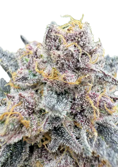 Cherry Cola RF3 Auto Feminised Seeds