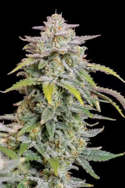 Forbidden Runtz Auto Feminised Seeds