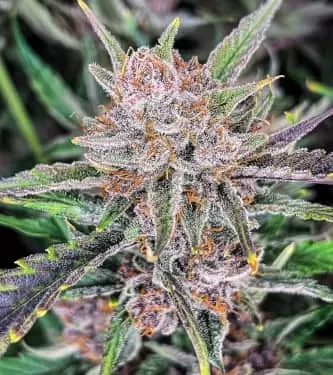 Gorilla Punch Auto Feminised Seeds