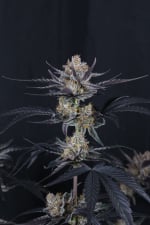 Guava Runtz Auto Feminised Seeds