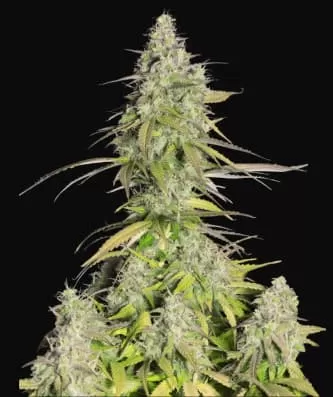 Girl Scout Cookies (aka Cookies) Auto Feminised Seeds