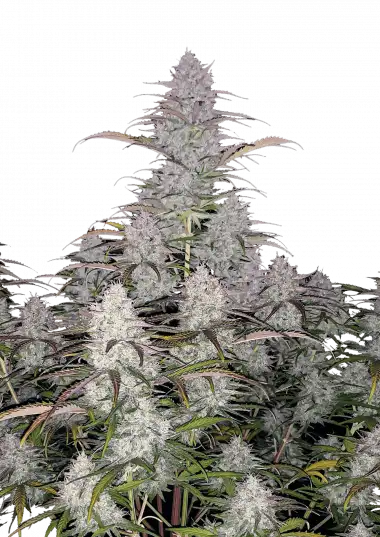 Green Crack Auto Feminised Seeds
