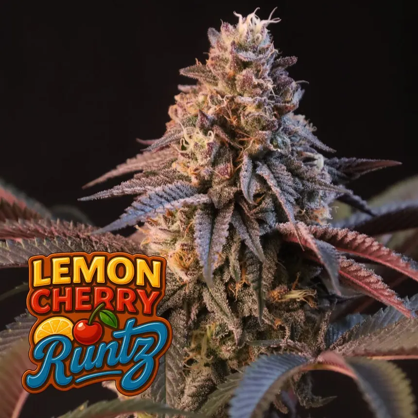Lemon Cherry Runtz Feminised Seeds