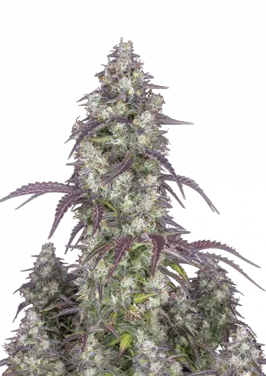 Lemon Pie Auto Feminised Seeds