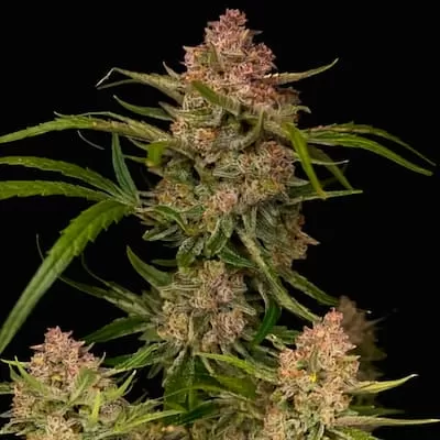 Guava Auto Feminised Seeds