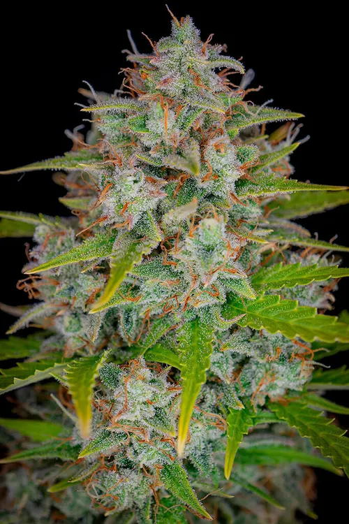Orange Sherbet Auto Feminised Seeds